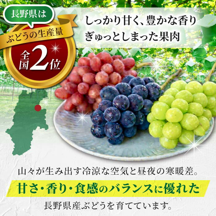 【ふるさと納税】【先行受付2026年発送】シャインマスカット2房【9月中旬以降お届け】 長野県 長野 東御 人気 ぶどう 贈答用 ギフト 2房 フルーツ 果物 おすすめ 厳選 種無し 皮ごと 大粒 - 画像3