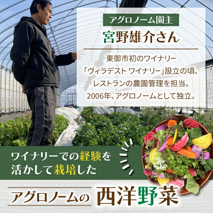 【ふるさと納税】【アグロノーム】季節のお野菜セット（お一人様向け）｜5〜8種類の野菜詰め合わせ - 画像2