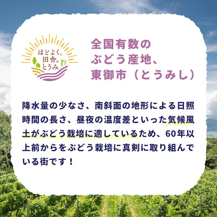 【ふるさと納税】東御市産 冬出し シャインマスカット 約1.1kg (2房) ぶどう 葡萄 マスカット 家庭用 お取り寄せ ギフト フルーツ 果物 甘い 美味しい 国産 信州 長野県東御市 ※2025年11月下旬～12月中旬頃に順次発送予定 サムネイル3