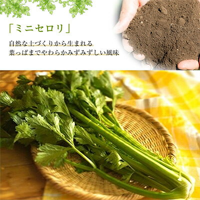 【令和8年度産先行予約】ミニセロリ　約4kg(5～8株)【配送不可地域：離島】【1100505】