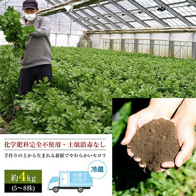 【ふるさと納税】【令和8年度産先行予約】ミニセロリ　約4kg(5～8株)【配送不可地域：離島】【1100505】 - 画像2