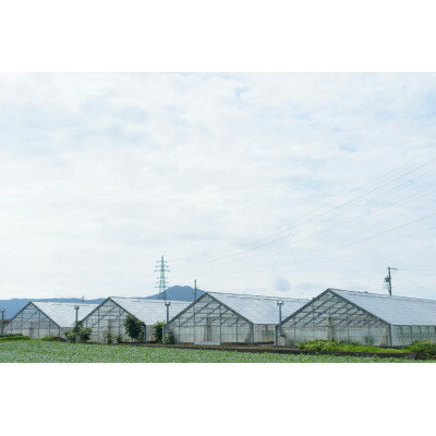 【ふるさと納税】【令和8年度先行予約】高糖度ミニパプリカ　約2kg【配送不可地域：離島】【1474885】 - 画像2