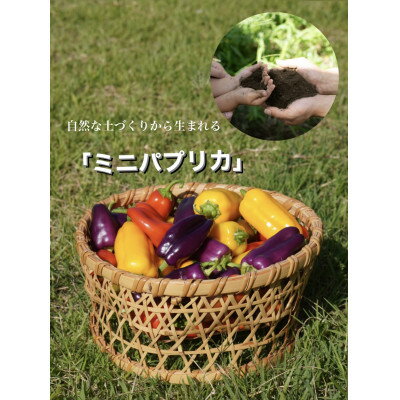 【令和8年度先行予約】高糖度ミニパプリカ　約1kg【配送不可地域：離島】【1474898】