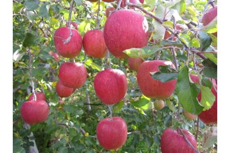 青木村産りんご（サンふじ）