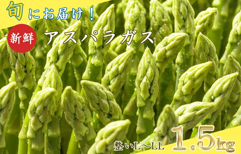 【ふるさと納税】【先行予約】旬におとどけ！新鮮 アスパラガス 1.5kg L～2L 太め 贈答用 冷蔵便 産地直送 収穫即出荷 長野県 長和町　お届け：2026年4月1日～2026年4月18日 - 画像2
