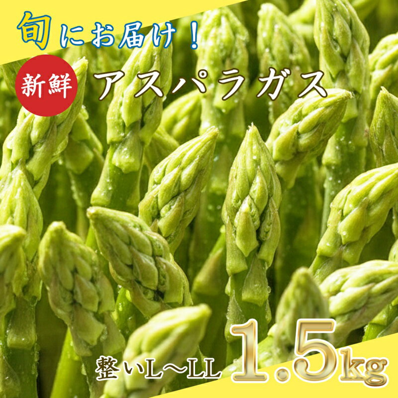 【先行予約】旬におとどけ！新鮮 アスパラガス 1.5kg L～2L 太め 贈答用 冷蔵便 産地直送 収穫即出荷 長野県 長和町　お届け：2026年4月1日～2026年4月18日