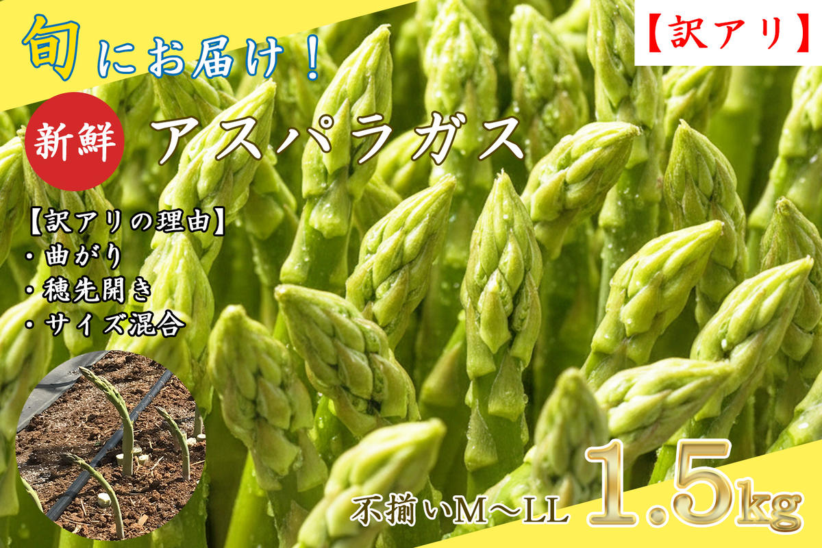 【ふるさと納税】【訳アリ】【先行予約】旬におとどけ！ アスパラガス 1.5kg サイズ混合 冷蔵便 産地直送 収穫即出荷 長野県 長和町　お届け：2026年4月1日～2026年4月18日 - 画像2