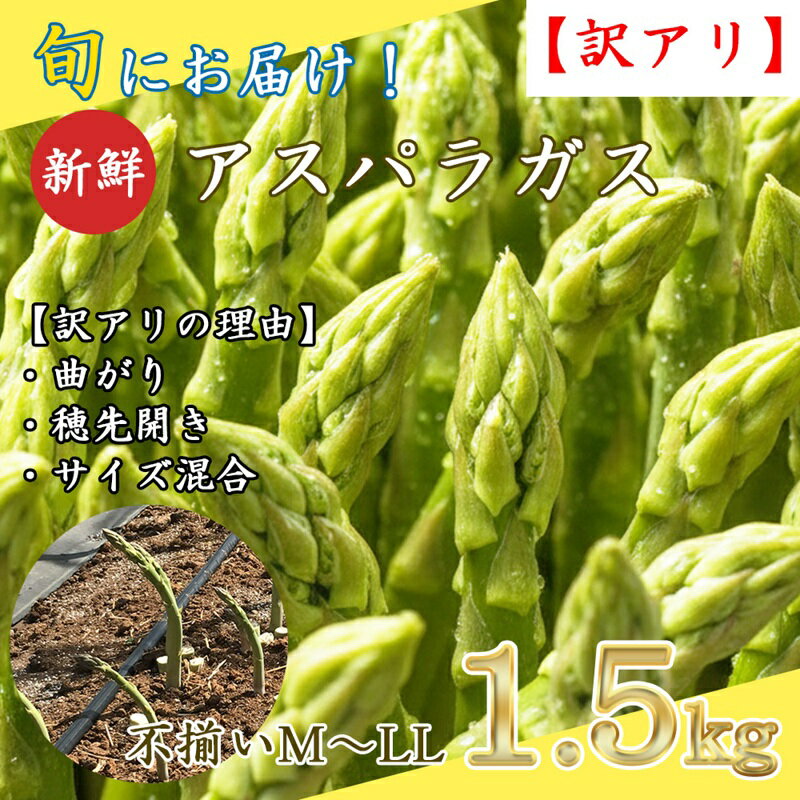 【訳アリ】【先行予約】旬におとどけ！ アスパラガス 1.5kg サイズ混合 冷蔵便 産地直送 収穫即出荷 長野県 長和町　お届け：2026年4月1日～2026年4月18日