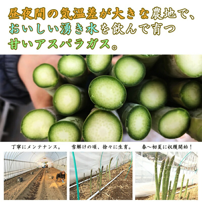 【ふるさと納税】【訳アリ】【先行予約】旬におとどけ！ アスパラガス 1.5kg サイズ混合 冷蔵便 産地直送 収穫即出荷 長野県 長和町　お届け：2026年4月1日～2026年4月18日 - 画像3
