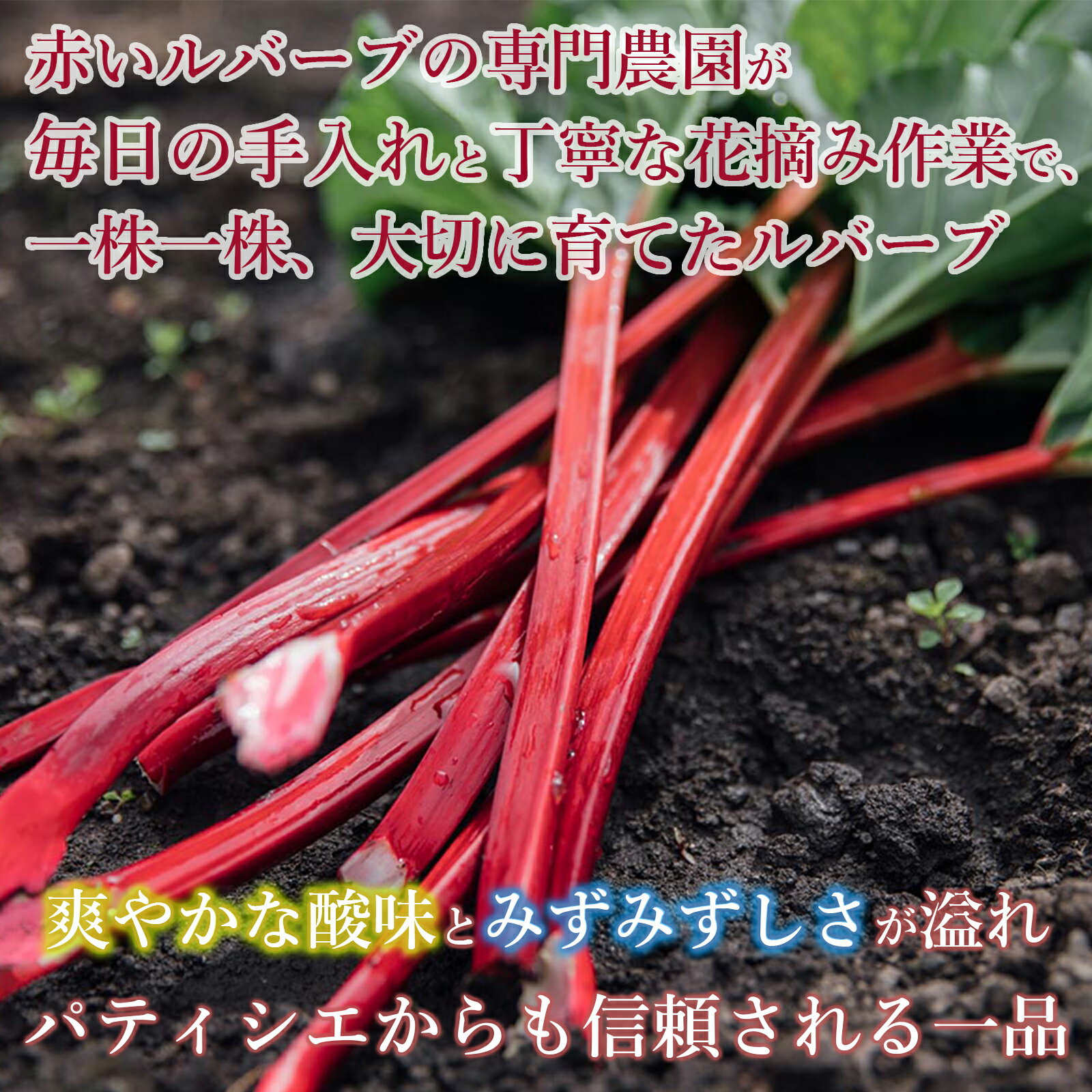 【ふるさと納税】かぼちゃん農園の真っ赤な冷凍ルバーブ 約2kg 野菜セット 冷凍ルバーブ ジャム 野菜 ルバーブ 西洋野菜 食物繊維 カリウム カルシウム ビタミンC アントシアニン かぼちゃん農園 - 画像3