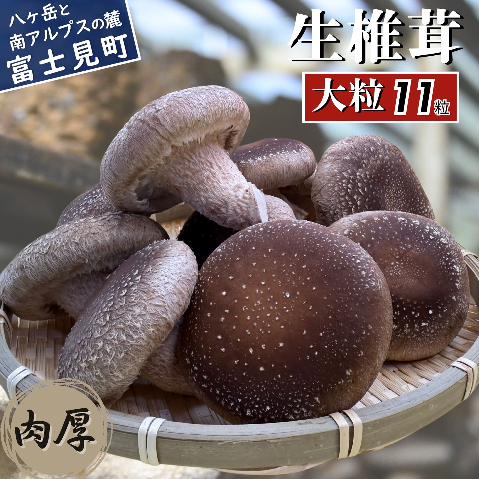肉厚 大粒 生しいたけ 11粒 八ヶ岳山麓育ち 国産 朝採れ 安心安全 農薬不使用 ハウス栽培 芳醇な香り 椎茸 信州 送料無料 【発送時期：9月～翌年5月の期間】