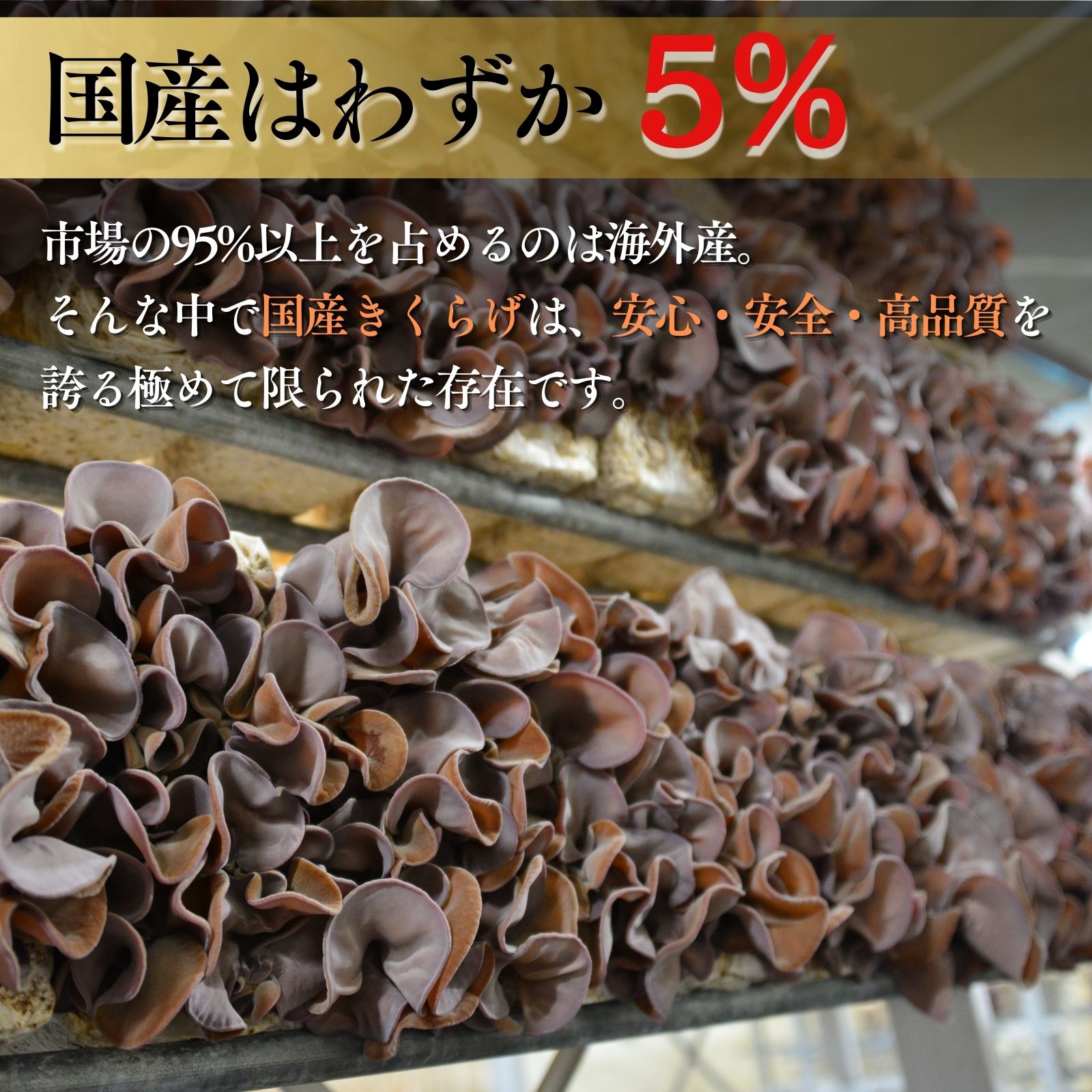 【ふるさと納税】【2026年先行予約】 肉厚 ぷりぷりコリコリ 生きくらげ 500g～1kg 八ヶ岳山麓育ち 国産 安心安全 農薬不使用 ハウス栽培 食物繊維 信州 送料無料 [7月中旬発送開始] - 画像2