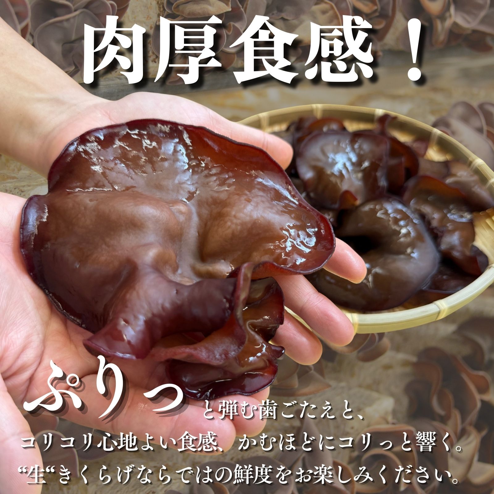 【ふるさと納税】【2026年先行予約】 肉厚 ぷりぷりコリコリ 生きくらげ 500g～1kg 八ヶ岳山麓育ち 国産 安心安全 農薬不使用 ハウス栽培 食物繊維 信州 送料無料 [7月中旬発送開始] - 画像3