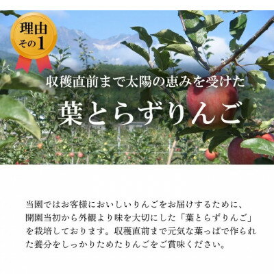 【ふるさと納税】【南信州あじさい農園】葉とらずりんご(サンふじ)約3kg【1594213】 サムネイル2