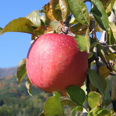 【南信州あじさい農園】葉とらずりんご(サンふじ)約5kg【1594214】