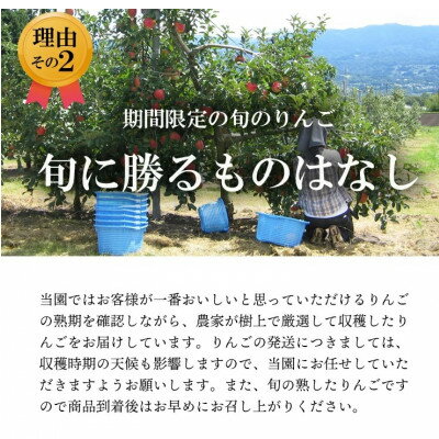 【ふるさと納税】【南信州あじさい農園】葉とらずりんご(サンふじ)約10kg【1594215】 サムネイル3