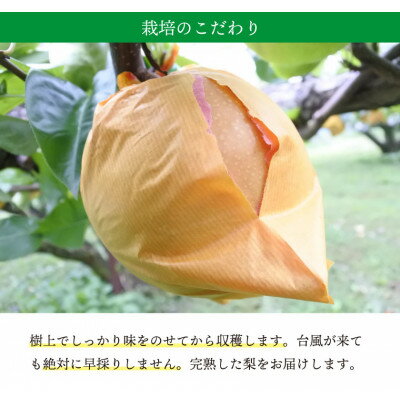 【ふるさと納税】【桃沢晴香園】にっこり梨 約5kg(7玉)【配送不可地域：離島・沖縄県】【1606256】 サムネイル3