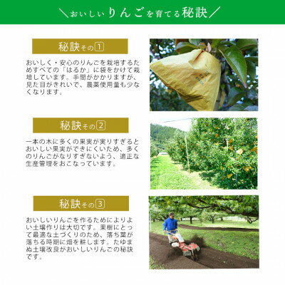 【ふるさと納税】【桃沢晴香園】はるか(りんご)5kg【配送不可地域：離島・沖縄県】【1606258】 サムネイル3