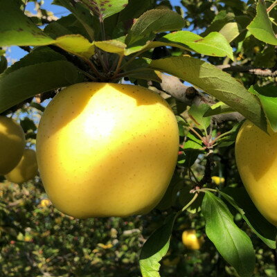 シナノゴールド 4.5kg(秀14～16玉)【1615469】