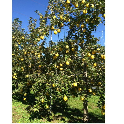 【ふるさと納税】シナノゴールド 4.5kg(秀14～16玉)【1615469】 サムネイル2