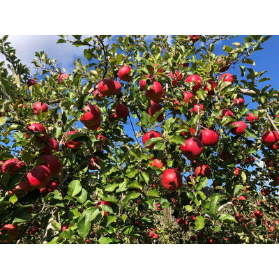 【ふるさと納税】サンふじ 家庭用 9kg(赤秀13～14度の糖度保障)【1615473】 サムネイル2