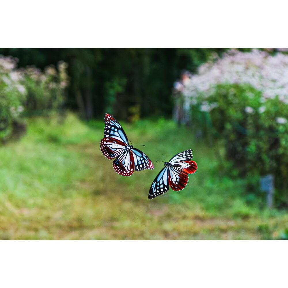 【ふるさと納税】【数量限定】シングルモルト駒ヶ岳アサギマダラの里2024 700ml（ 長野県 宮田村 国産 ウィスキー 洋酒 本坊酒造 お酒 アルコール ハイボール 水割り ロック 家飲み ギフト プレゼント 限定 誕生日 バースデー お祝い ) サムネイル3