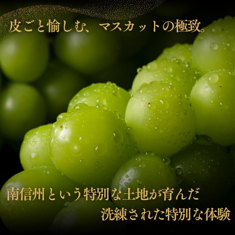 【ふるさと納税】＊2026年度発送＊シャインマスカット2kg ／9月中旬〜10月下旬 配送予定 ／ぶどう　葡萄　シャイン　マスカット　果物　フルーツ　人気 高評価　南信州産 種なし 長野県 フルーツギフト ギフト オススメ プレゼント 高級ぶどう 松川町 JA11 - 画像2
