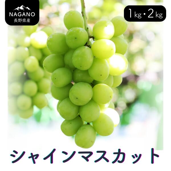 ぶどう シャインマスカット（長野県産秀品） 約1kg・ 約2kg ／9月中旬～11月上旬頃 配送予定 // 種なし 皮ごと 葡萄 ブドウ ぶどう 長野県 南信州 シャイン マスカット 大粒 甘い 葡萄 人気 新鮮 MS30 MS31