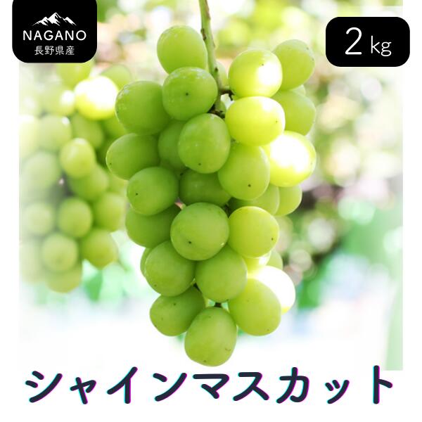 【ふるさと納税】ぶどう シャインマスカット（長野県産秀品） 約1kg・ 約2kg ／9月中旬～11月上旬頃 配送予定 // 種なし 皮ごと 葡萄 ブドウ ぶどう 長野県 南信州 シャイン マスカット 大粒 甘い 葡萄 人気 新鮮 MS30 MS31 サムネイル3