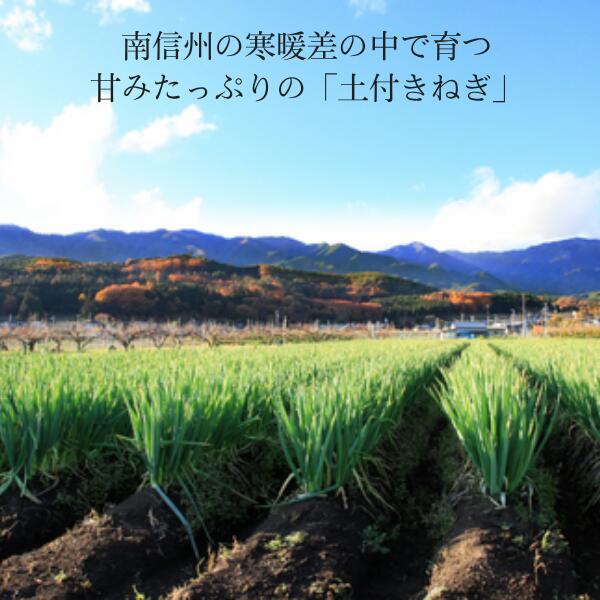 【ふるさと納税】土付きねぎ 約3kg ／2025年12月中旬〜2026年2月上旬頃配送予定 // 長野県 南信州産 野菜 信州野菜 新鮮 長ネギ ネギ 長ねぎ 白ねぎ 白ネギ JA24 サムネイル2