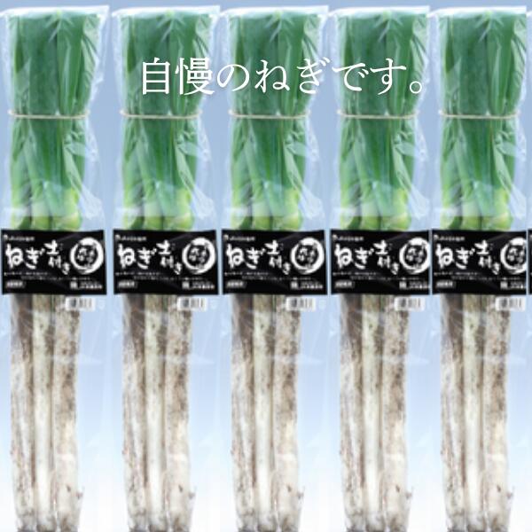 【ふるさと納税】土付きねぎ 約3kg ／2025年12月中旬〜2026年2月上旬頃配送予定 // 長野県 南信州産 野菜 信州野菜 新鮮 長ネギ ネギ 長ねぎ 白ねぎ 白ネギ JA24 サムネイル3