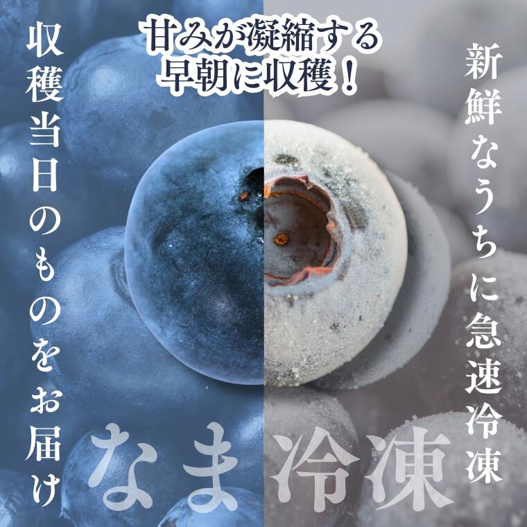 【ふるさと納税】朝摘みブルーベリー(2Lサイズ以上)　選べる「生」or「冷凍」600g～1200g / 2026年6月下旬頃から発送／フルーツ 果物 くだもの 長野 大粒 甘い 冷凍 高評価 スムージー 健康 美容 視力 抗酸化 無添加 無糖 砂糖不使用 急速冷凍／KB01 KB02 KB05 - 画像2