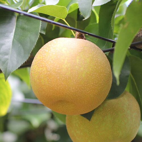 【長野県産】シャリっと瑞々しい梨(幸水または豊水)約3kg～ 秀品 2026年8月下旬から発送 信州 南信州 高森町 産地直送 果物 くだもの なし ナシ 和梨 旬 旬の果物 旬の梨 山下屋荘介【配送不可地域：離島】