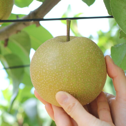 【ふるさと納税】【長野県産】シャリっと瑞々しい梨(幸水または豊水)約3kg～ 秀品 2026年8月下旬から発送 信州 南信州 高森町 産地直送 果物 くだもの なし ナシ 和梨 旬 旬の果物 旬の梨 山下屋荘介【配送不可地域：離島】 サムネイル2