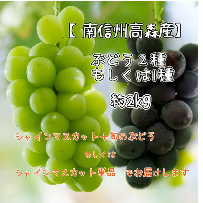 シャインマスカットと旬のぶどう(2種or1種)約2kg 2026年9月中旬より発送 長野県 信州 南信州 高森町 農家直送 果物 くだもの ぶどう シャイン 山吹ぶどう組合【配送不可地域：離島】