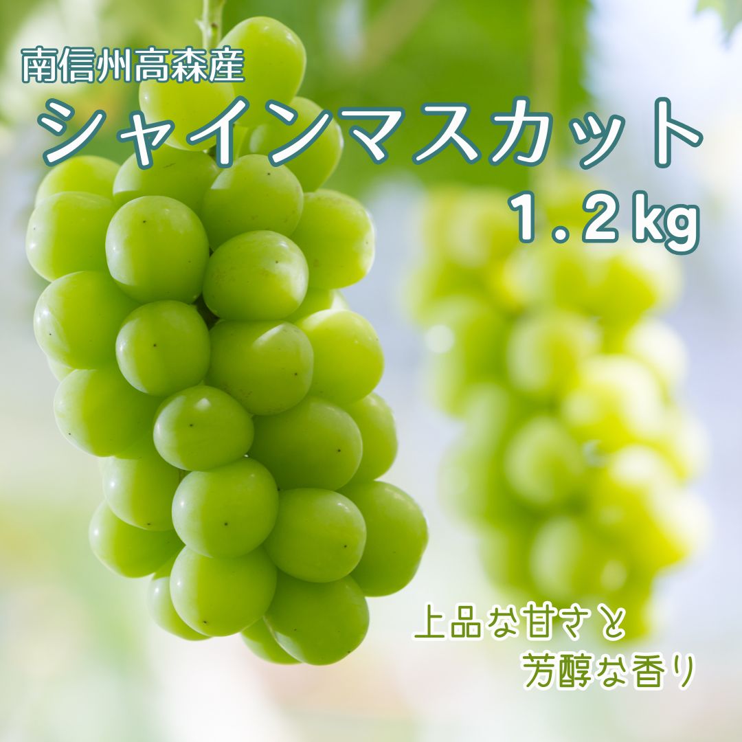 【南信州高森産】シャインマスカット1.2kg～ 2026年9月中旬より発送 長野県 信州 農家直送 果物 くだもの ぶどう 旬のぶどう シャイン 山吹ぶどう狩り組合【配送不可地域：離島】