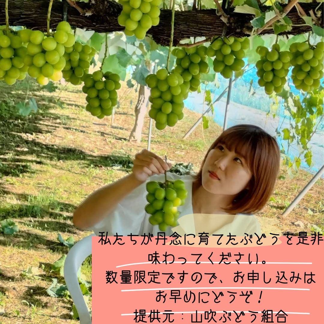 【ふるさと納税】【南信州高森産】シャインマスカット1.2kg～ 2026年9月中旬より発送 長野県 信州 農家直送 果物 くだもの ぶどう 旬のぶどう シャイン 山吹ぶどう狩り組合【配送不可地域：離島】 サムネイル3