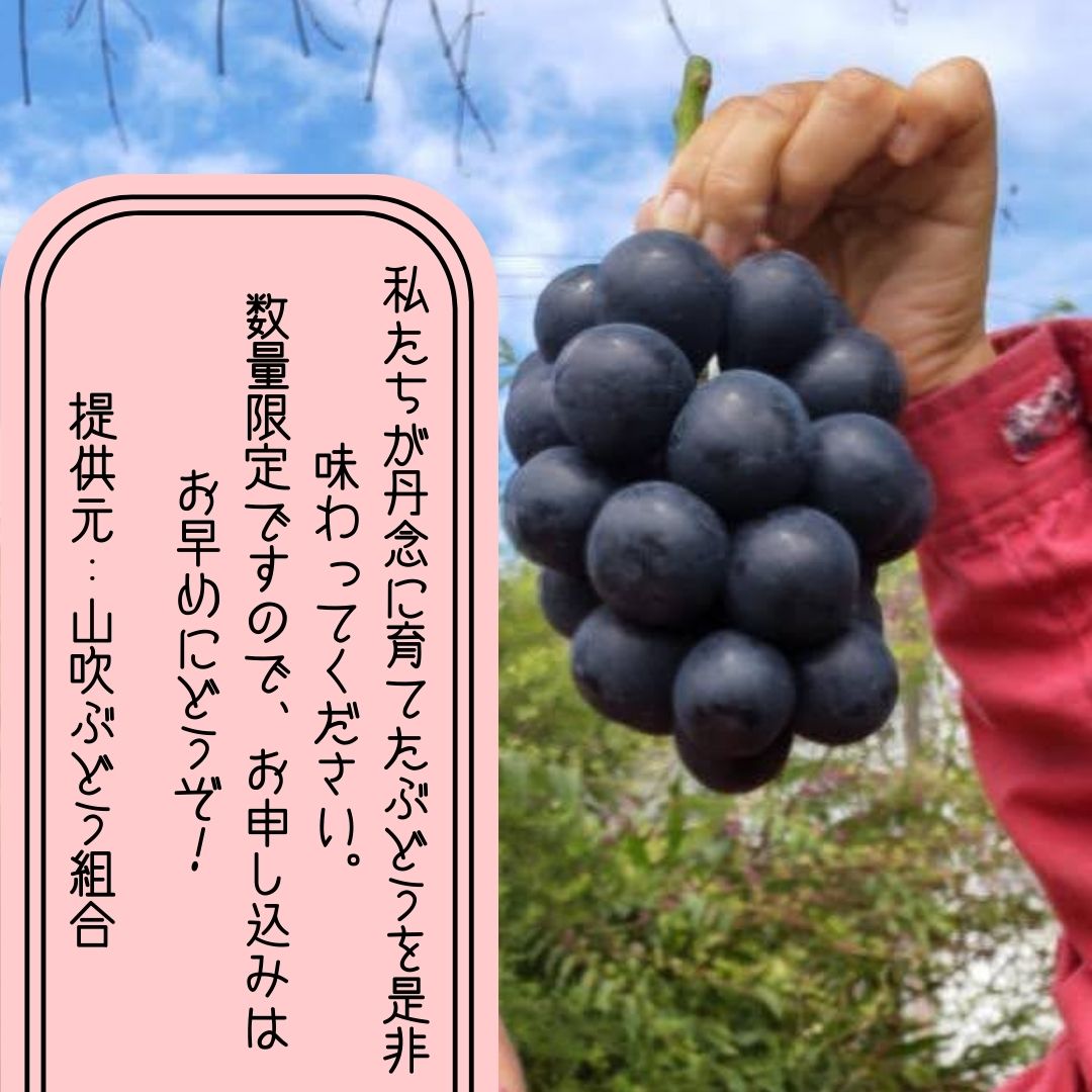 【ふるさと納税】【南信州高森産】令和8年度先行受付ナガノパープル 約1.2kg 2026年8月中旬より発送 長野県 信州 農家直送 果物 くだもの ぶどう 旬のぶどう パープル 山吹ぶどう狩り組合【配送不可地域：離島】 サムネイル3
