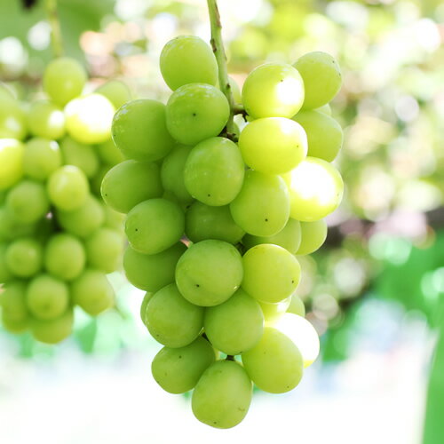 【大人気!】長野県産・シャインマスカット(約1kg～) 秀品 2026年9月下旬から発送 信州 南信州 高森町 産地直送 果物 くだもの ぶどう 旬のぶどう シャイン 山下屋荘介【配送不可地域：離島】