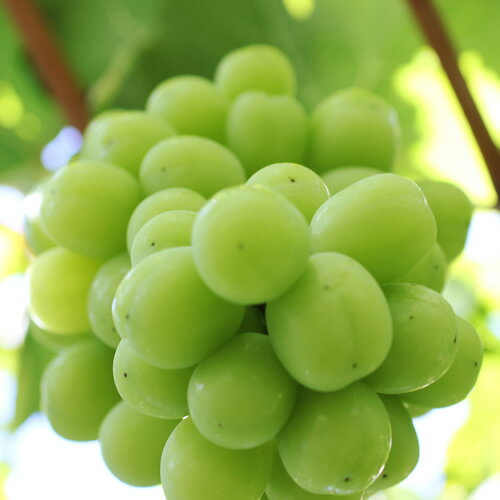 【ふるさと納税】【大人気!】長野県産・シャインマスカット(約1kg～) 秀品 2026年9月下旬から発送 信州 南信州 高森町 産地直送 果物 くだもの ぶどう 旬のぶどう シャイン 山下屋荘介【配送不可地域：離島】 サムネイル2