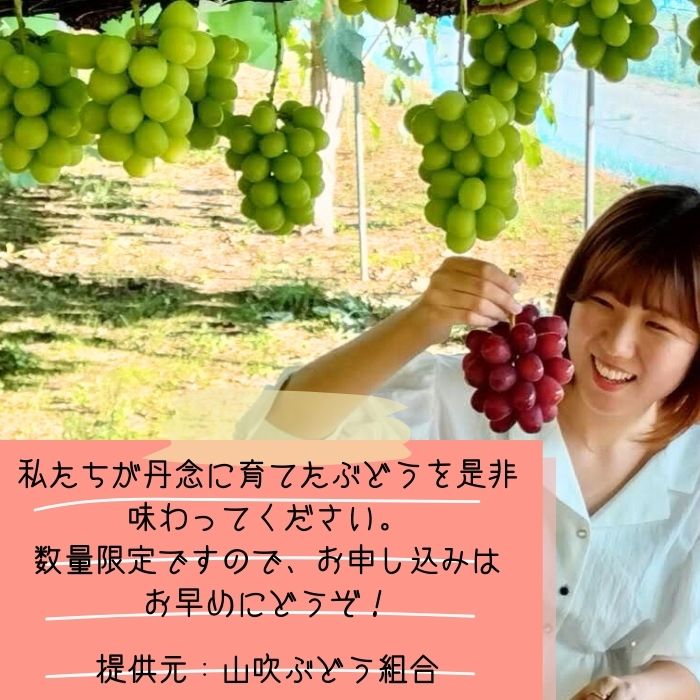 【ふるさと納税】クイーンルージュTM＆シャインマスカットぶどう2種セット約1.2kg 2026年9月中旬より発送 長野県 信州 南信州 高森町 農家直送 果物 くだもの ぶどう 旬のぶどう 山吹ぶどう狩り組合【配送不可地域：離島】 サムネイル3