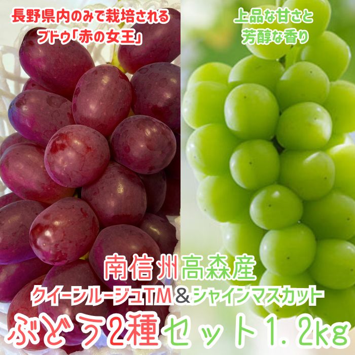 クイーンルージュTM＆シャインマスカットぶどう2種セット約1.2kg 2026年9月中旬より発送 長野県 信州 南信州 高森町 農家直送 果物 くだもの ぶどう 旬のぶどう 山吹ぶどう狩り組合【配送不可地域：離島】