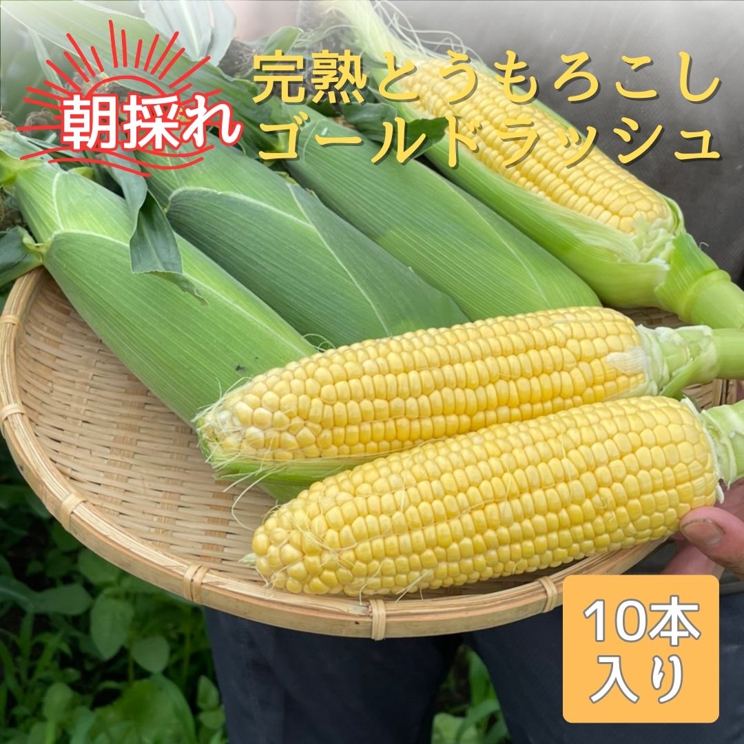 とうもろこし 完熟とうもろこし(ゴールドラッシュ)10本 7月中旬発送 長野県 信州 南信州 高森町 旬の野菜 やさい 夏野菜 コーン 中平農園【配送不可地域：離島】
