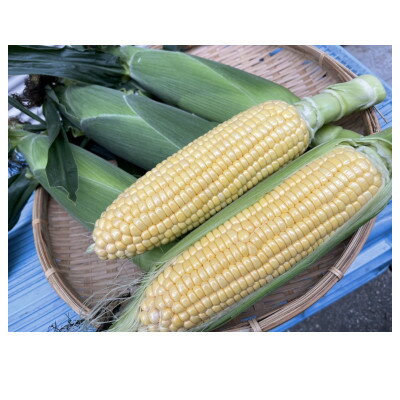 【ふるさと納税】とうもろこし 完熟とうもろこし(ゴールドラッシュ)10本 7月中旬発送 長野県 信州 南信州 高森町 旬の野菜 やさい 夏野菜 コーン 中平農園【配送不可地域：離島】 - 画像2