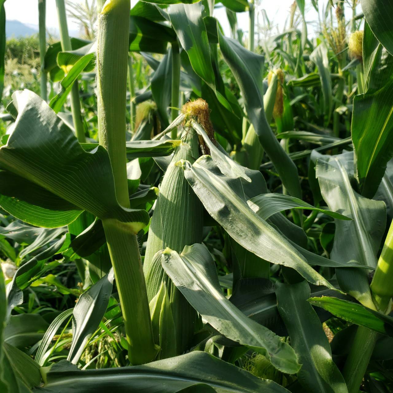 【ふるさと納税】とうもろこし 完熟とうもろこし(ゴールドラッシュ)10本 7月中旬発送 長野県 信州 南信州 高森町 旬の野菜 やさい 夏野菜 コーン 中平農園【配送不可地域：離島】 - 画像3