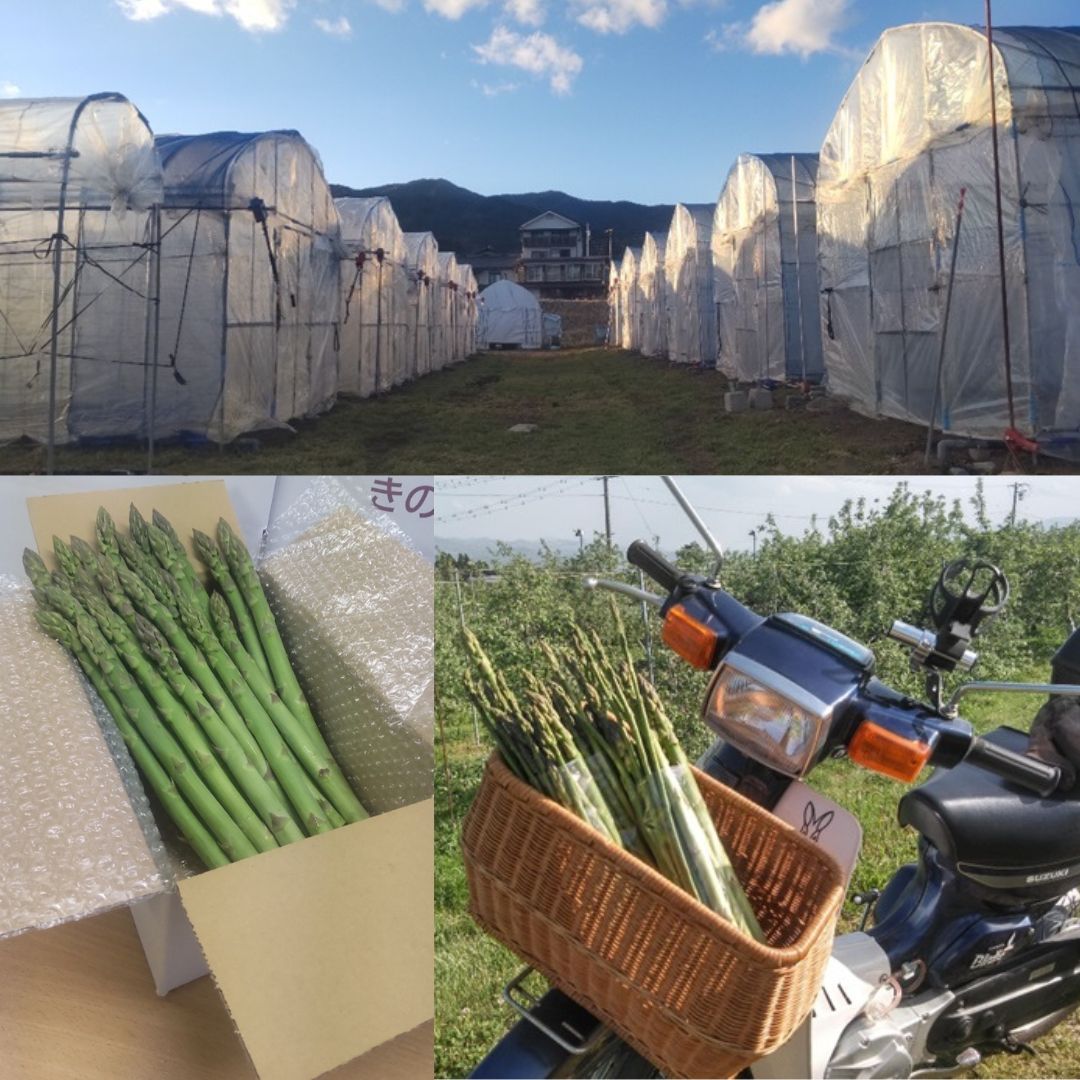 【ふるさと納税】アスパラガス きのした農園の訳あり夏アスパラガス 7月初旬より発送開始 長野県 信州 南信州 高森町 夏の味覚 夏の野菜 やさい ご家庭用【配送不可地域：離島】 - 画像2