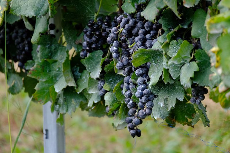 【ふるさと納税】高森町産ぶどう使用 赤ワイン 編 [とじいと] 750ml×1本 長野県 信州 南信州 お酒 アルコール ミディアムボディ ヴァンヴィ VinVie【配送不可地域：離島】 サムネイル2