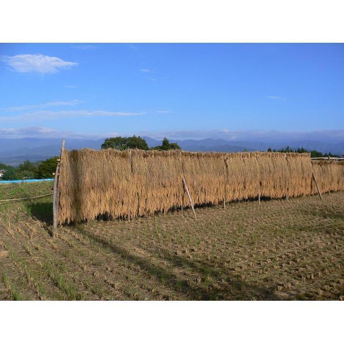 【ふるさと納税】【容量選択可能 5kg/10kg】 米 こしひかり 10kg 定期便 | コメ お米 令和7年 白米 精米 長野 南信州 ふるさと納税 コシヒカリ 阿智村 人気 おすすめ 送料無料 お取り寄せ ふるさと納税 米 ふるさと 長野 - 画像3