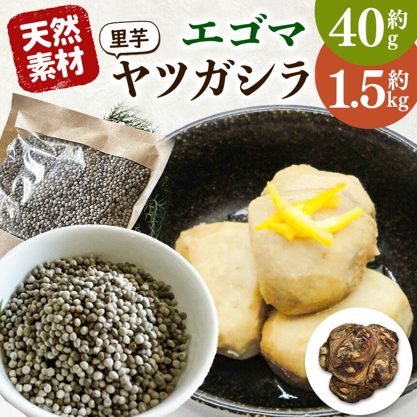 先行受付 令和8年11月中旬頃順次発送 伝統 の いも 天龍村 坂部 地区 の 八つ頭 と エゴマ の セット | 里芋 さといも おせち料理 珍しい えごま みそ 味噌 長野県 南信州 天龍 てんりゅう