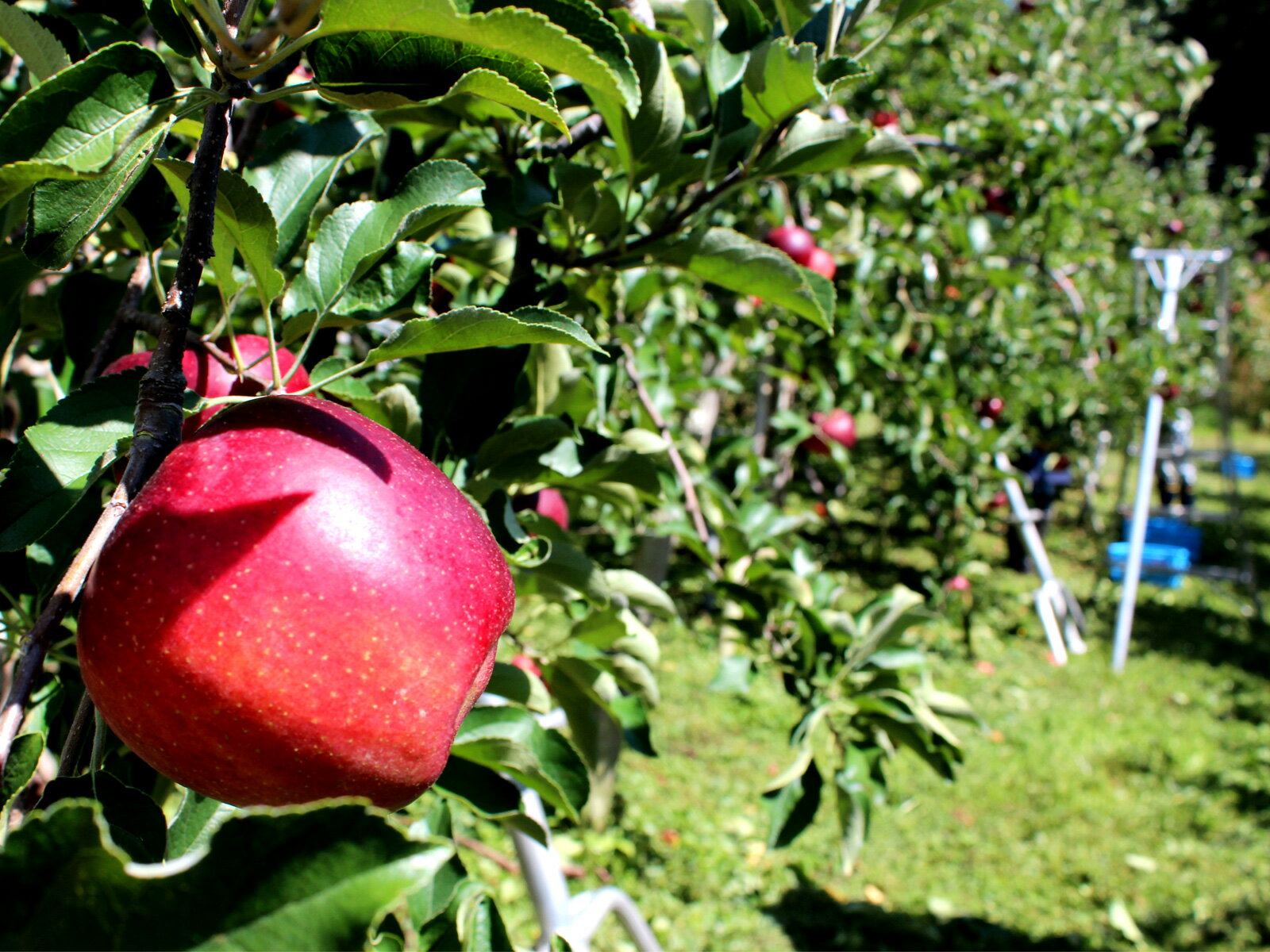 【ふるさと納税】 訳あり りんご 5kg 【若手生産者応援】 秋映 川上啓介 果物 フルーツ 先行 予約 信州 麻績村 不揃い 規格外 家庭用 サムネイル3